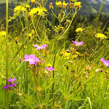 Isolde Ebnit شقة *