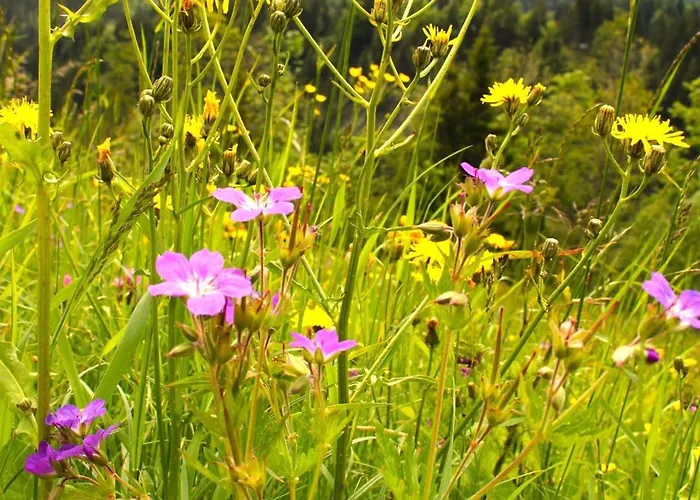 Isolde Ebnit Apartmán *